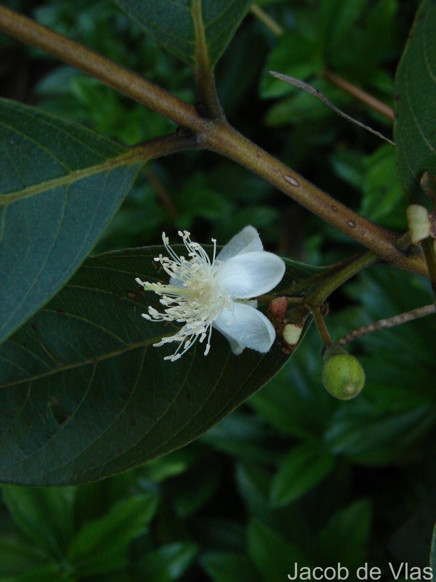 Psidium guajava L.